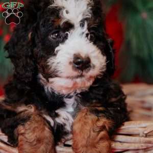 Barry, Mini Bernedoodle Puppy